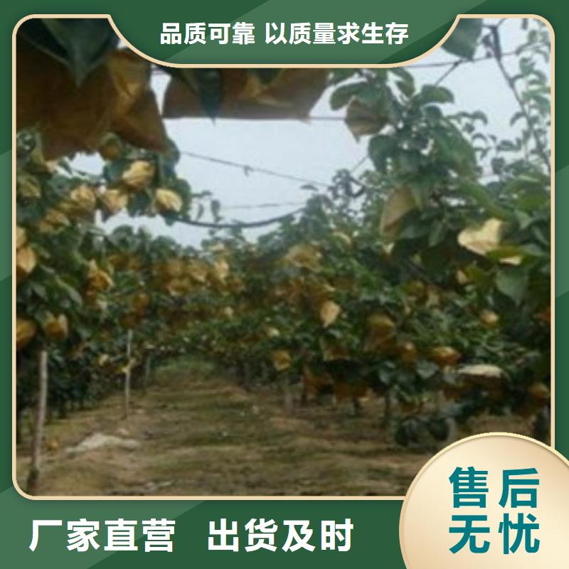【梨树苗】桃树苗质量检测