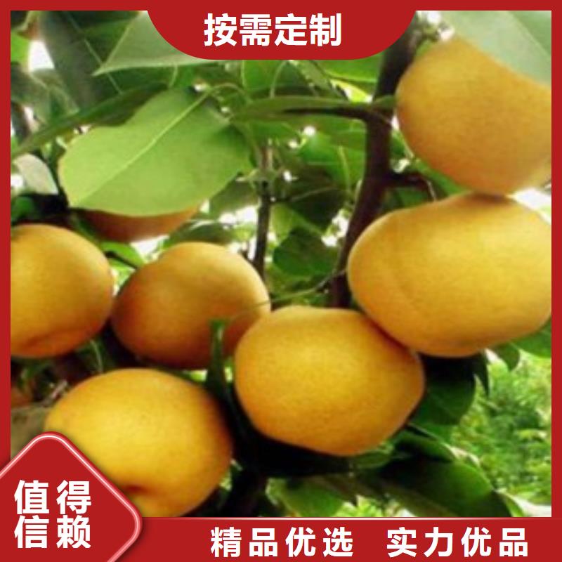 梨树苗-桃树苗正规厂家