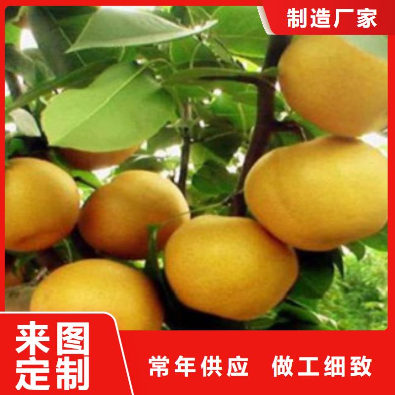 梨树苗产地厂家直销