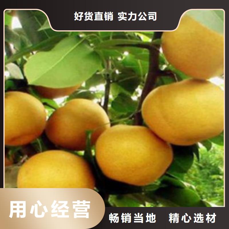 梨树苗-【桃树苗】厂诚信经营