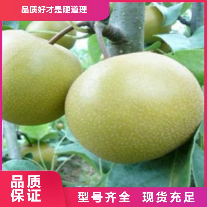 梨树苗核桃苗供应商