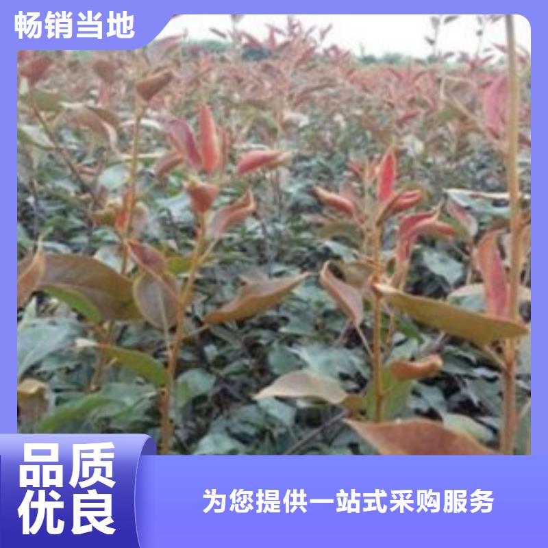 【梨树苗】-花椒苗质量层层把关