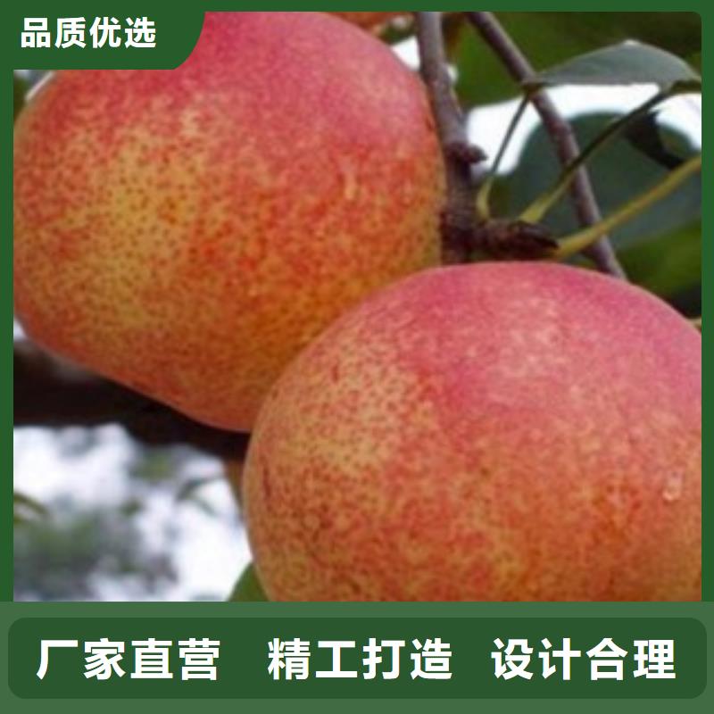 梨树苗板栗苗工艺层层把关