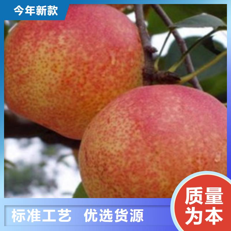 梨树苗板栗苗源头直供