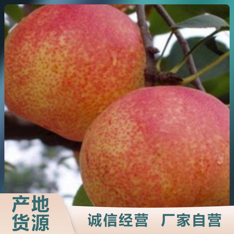 【梨树苗】桃树苗质量检测