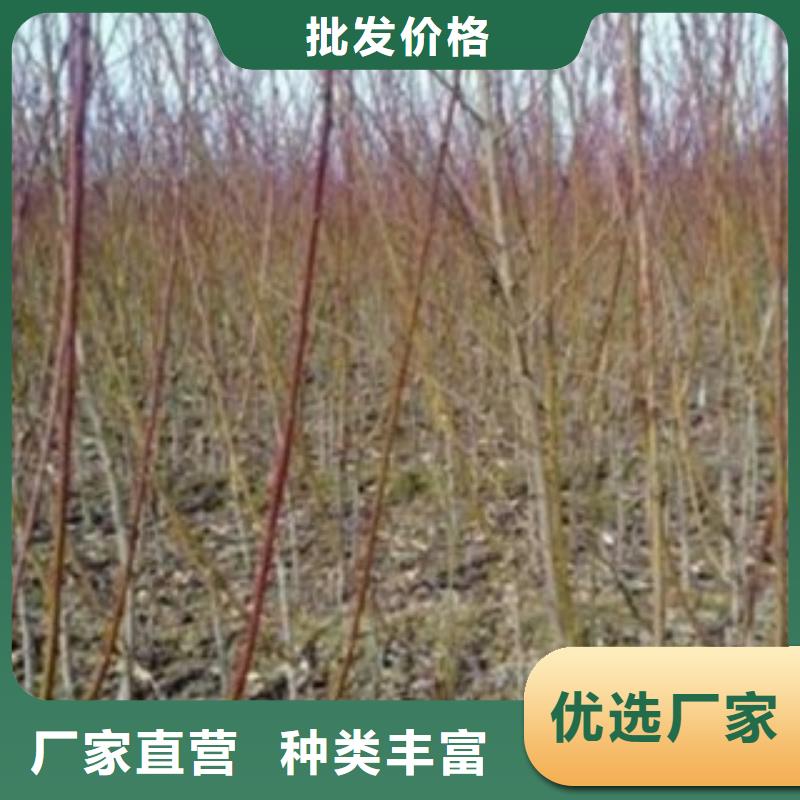 梨树苗板栗苗工艺层层把关