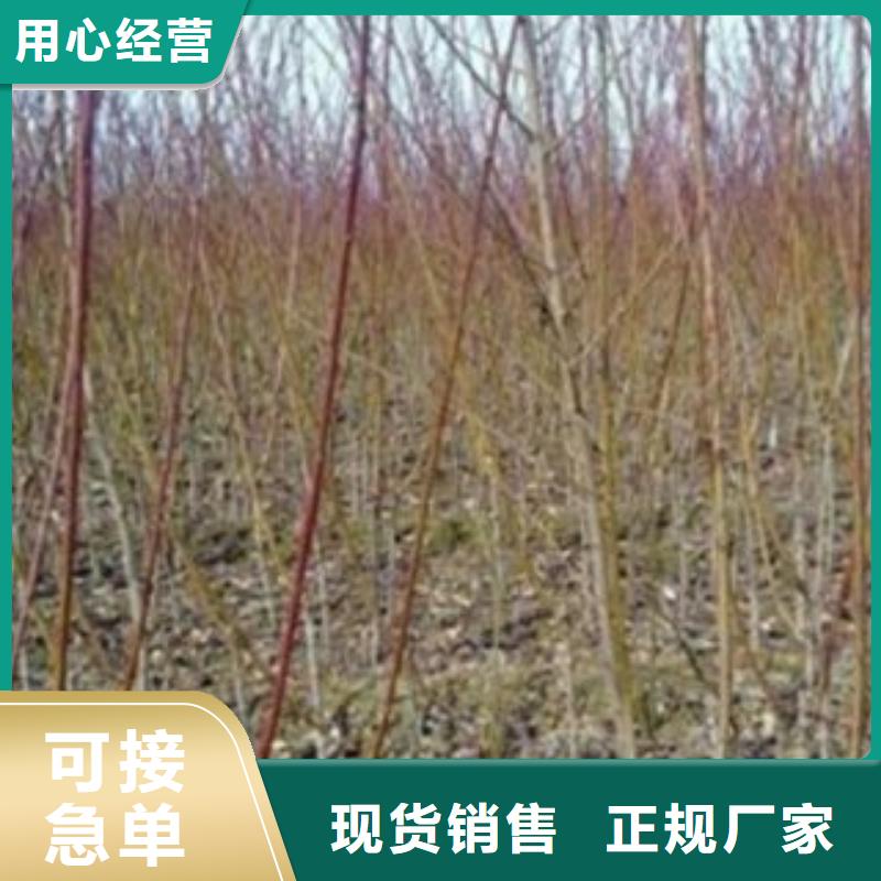 梨树苗花椒苗多年厂家可靠
