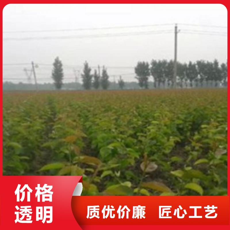 梨树苗桃树苗型号齐全