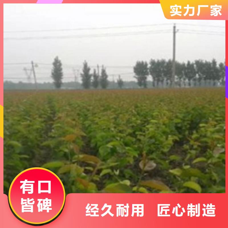 【梨树苗】蓝莓苗货源稳定