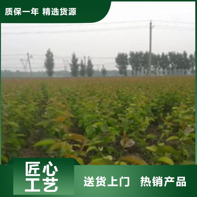 梨树苗山楂苗N年大品牌