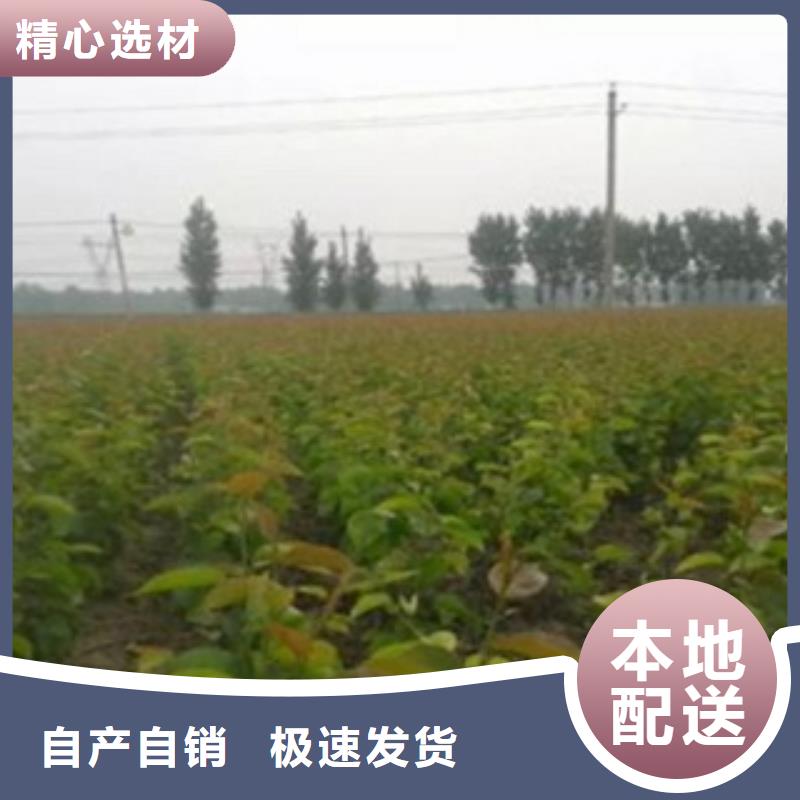 梨树苗核桃苗供应商