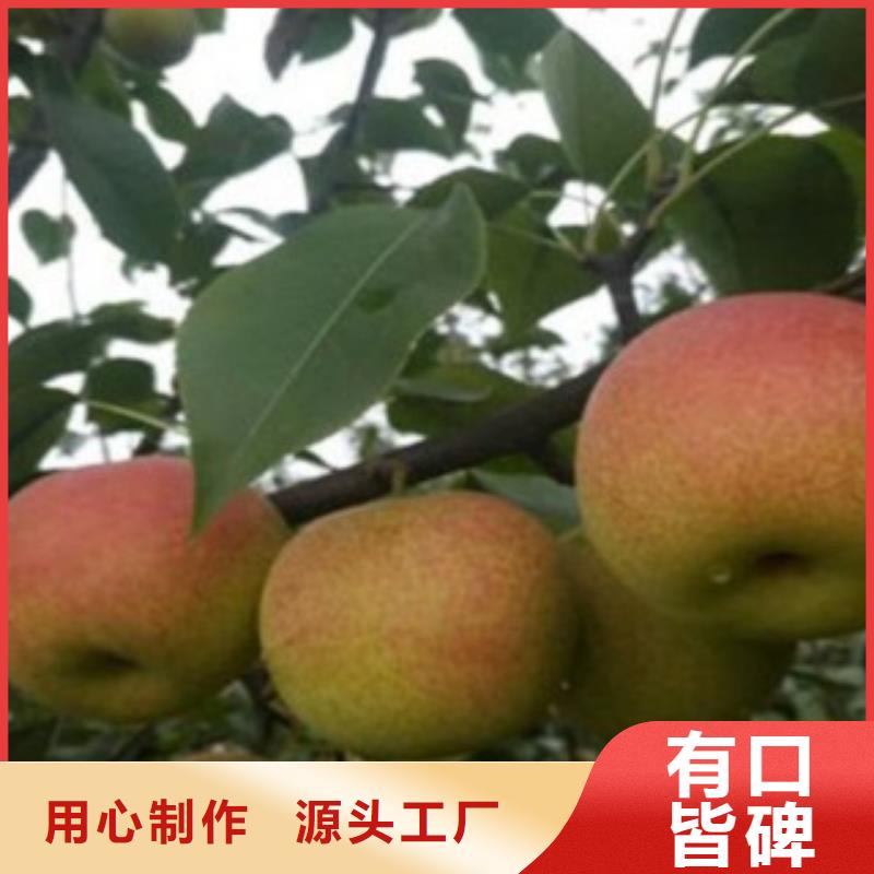 【梨树苗】-花椒苗质量层层把关