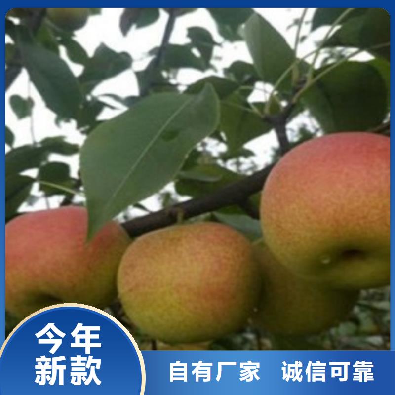 梨树苗花椒苗多年厂家可靠