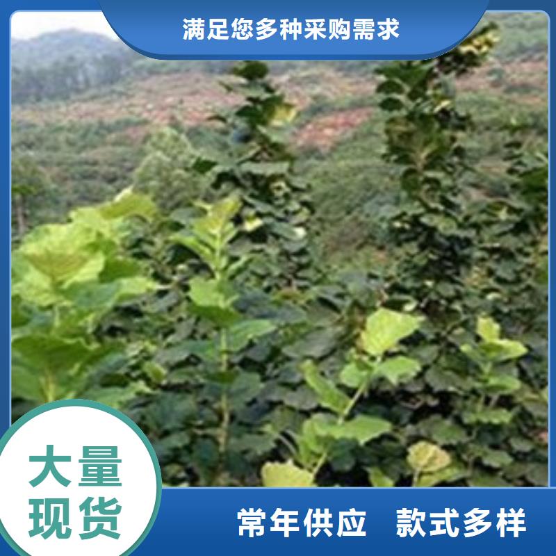 梨树苗山楂苗全新升级品质保障