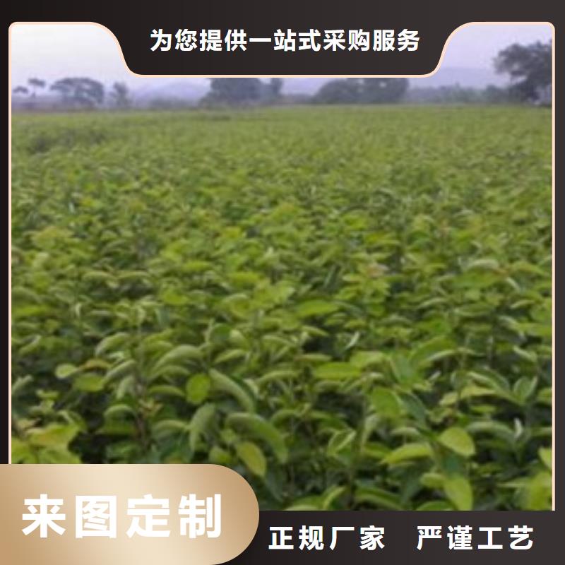 梨树苗花椒苗多年厂家可靠