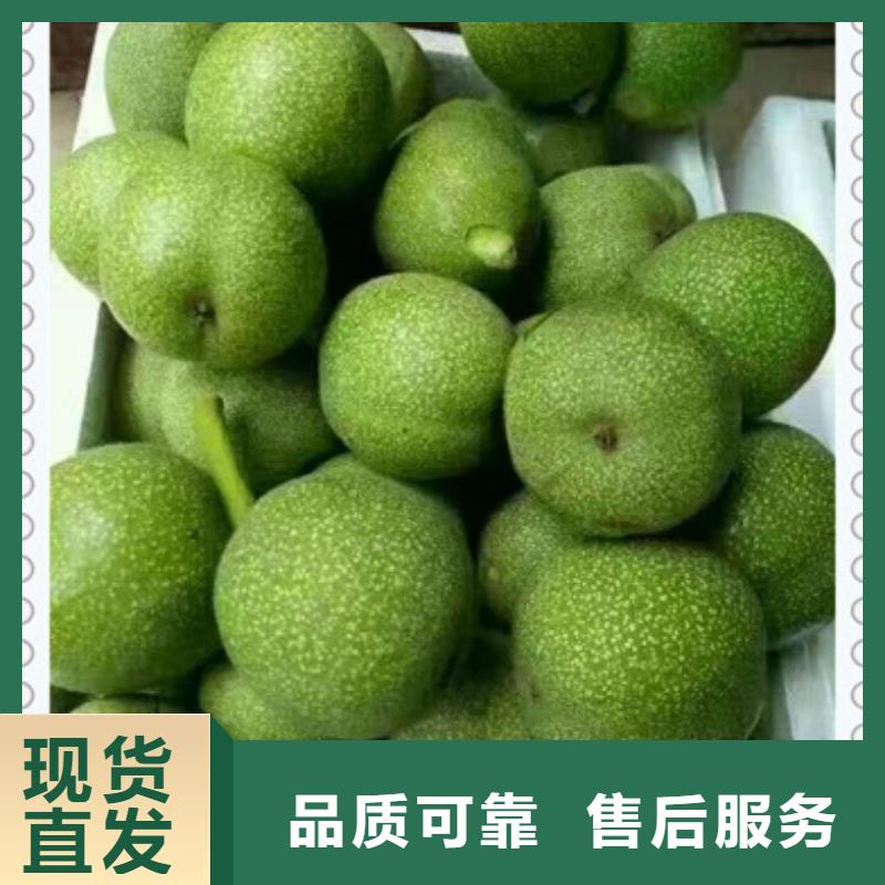 核桃苗梨树苗专业的生产厂家