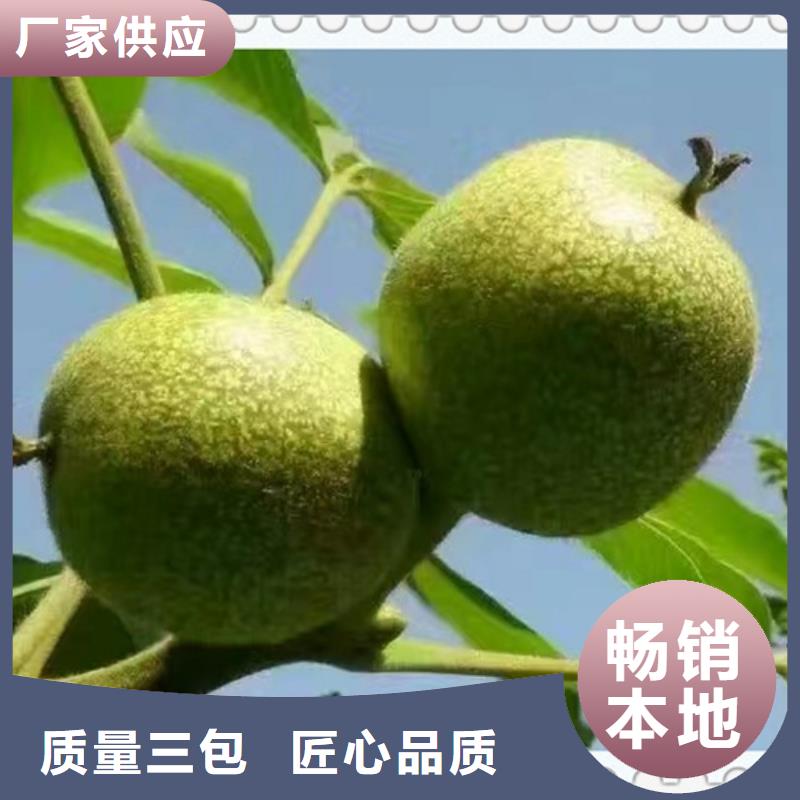 核桃苗梨树苗按需定制
