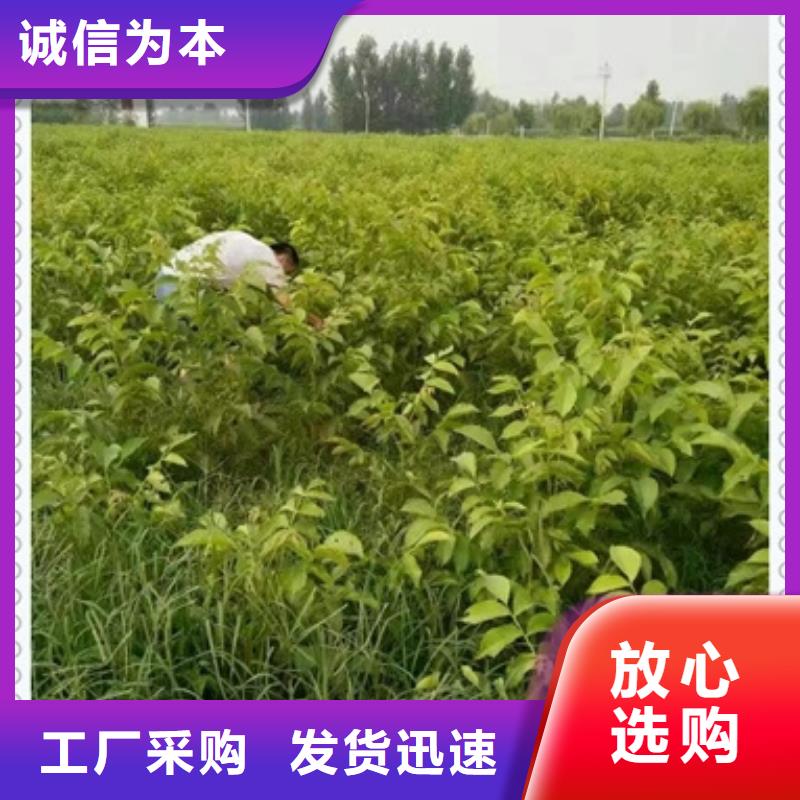 核桃苗专注质量