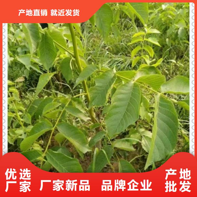 【核桃苗】板栗苗可放心采购