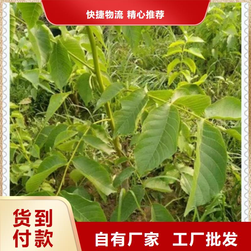 核桃苗花椒苗种类齐全