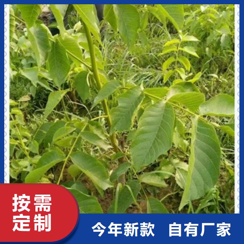 【核桃苗厂家定制】