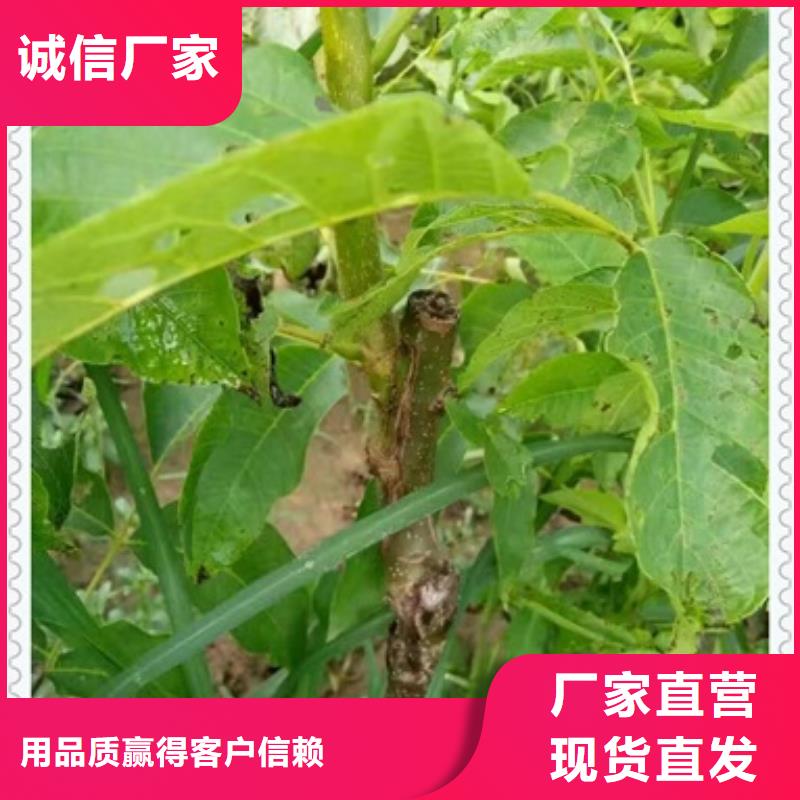 核桃苗-梨树苗品牌专营