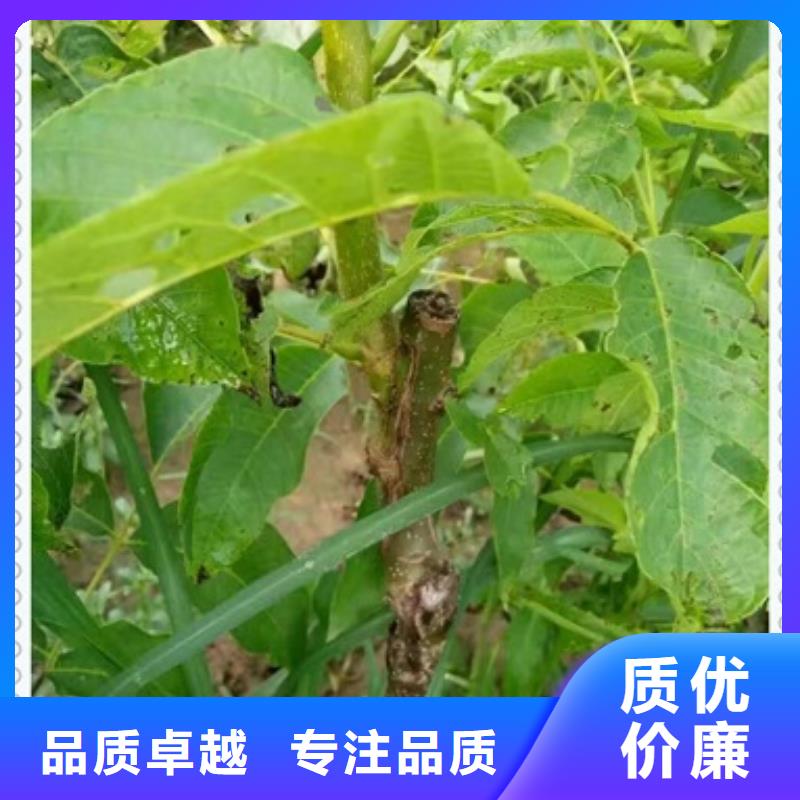 核桃苗-苹果苗选择我们没错
