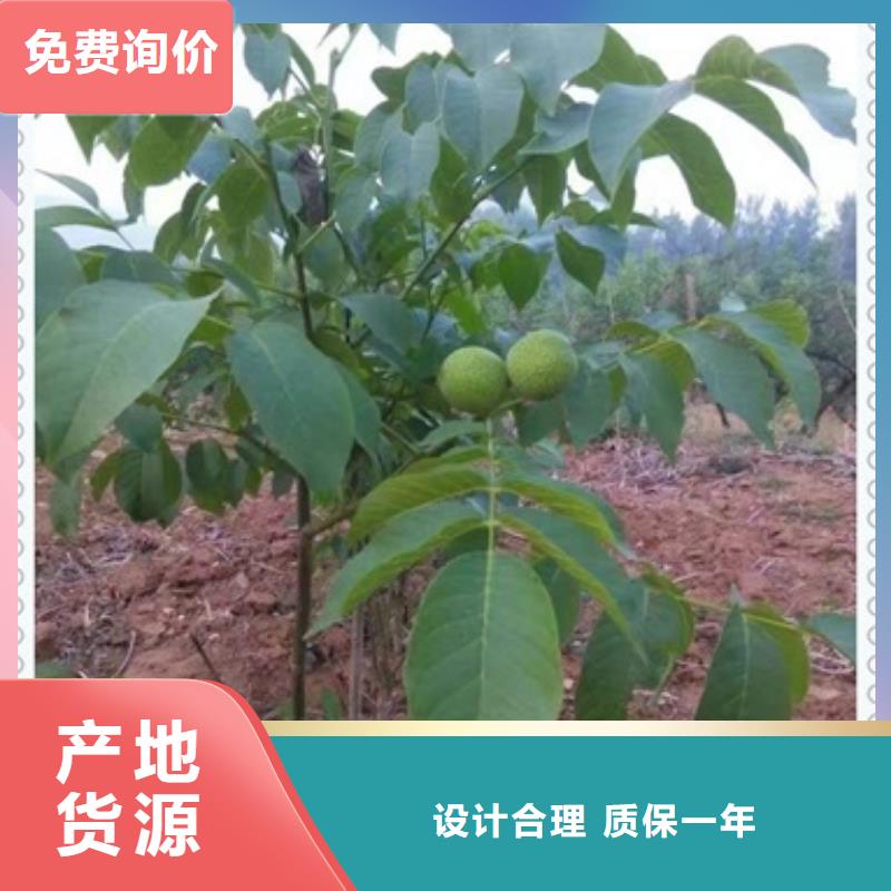 核桃苗-梨树苗品牌专营