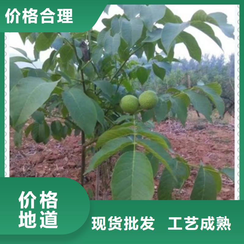 核桃苗桃树苗工厂直供