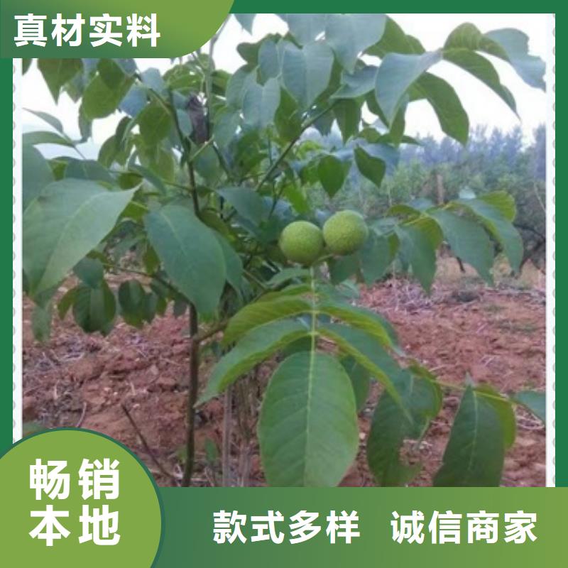 核桃苗李子苗生产安装