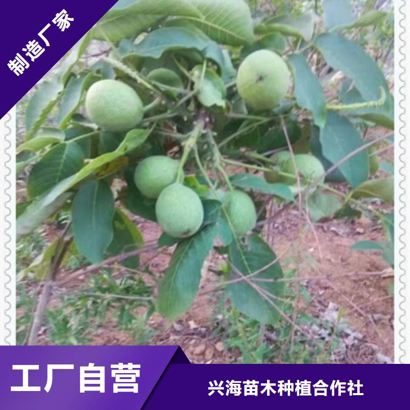 核桃苗李子苗生产安装