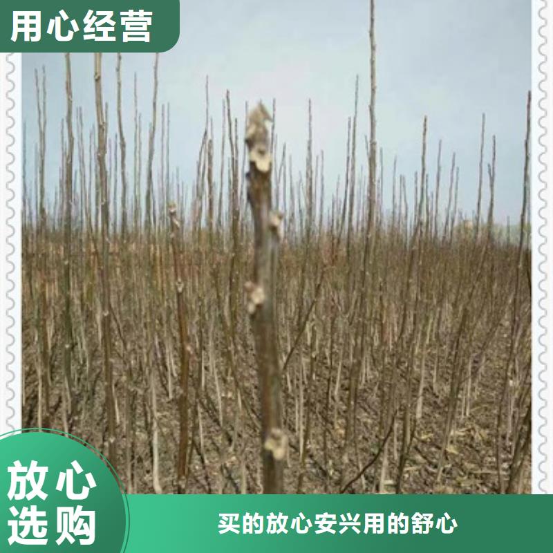 核桃苗梨树苗按需定制