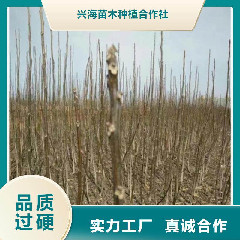 核桃苗苹果苗现货