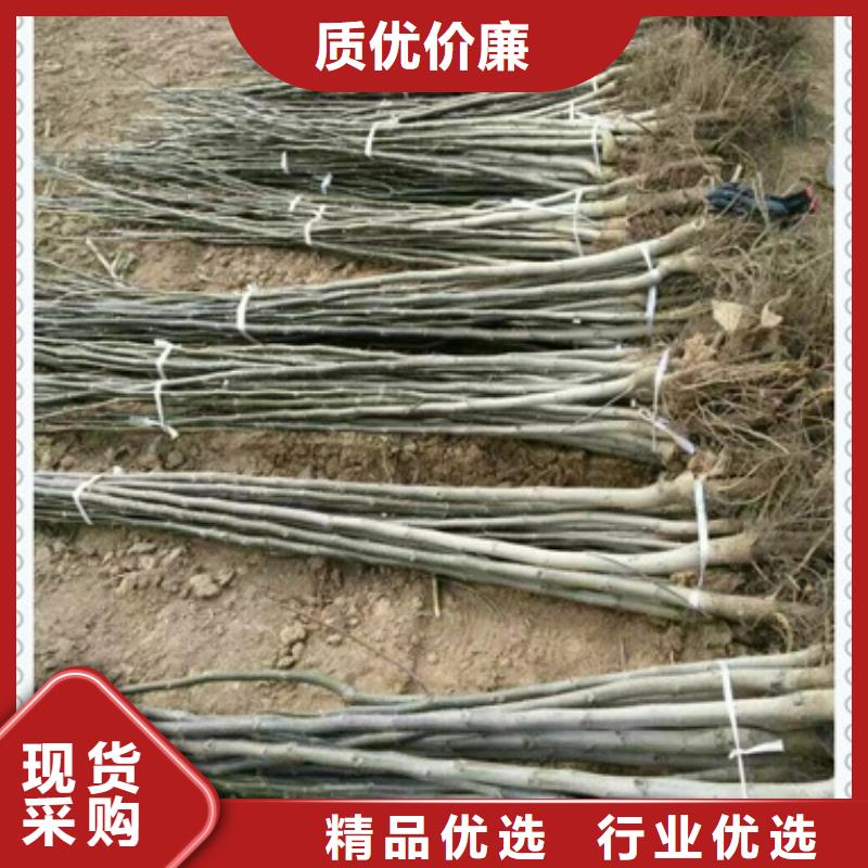 【核桃苗蓝莓苗真正让利给买家】