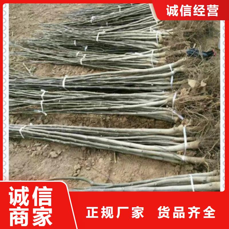 核桃苗梨树苗按需定制
