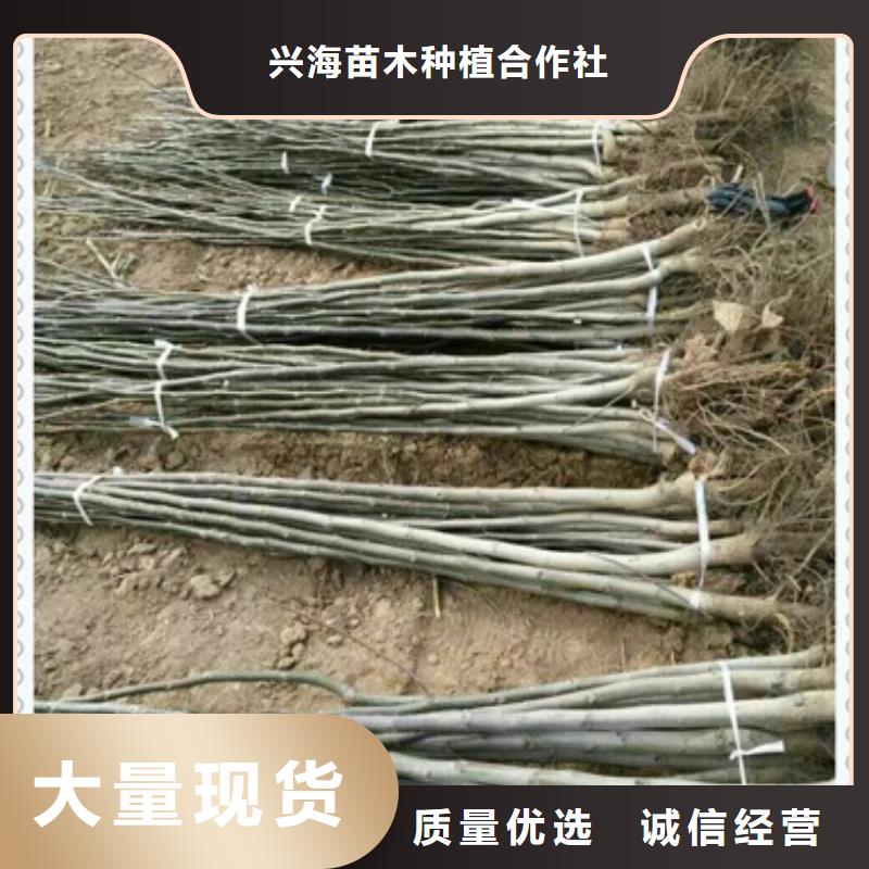 核桃苗花椒苗源头厂家