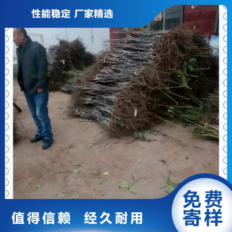 核桃苗,桃树苗全新升级品质保障