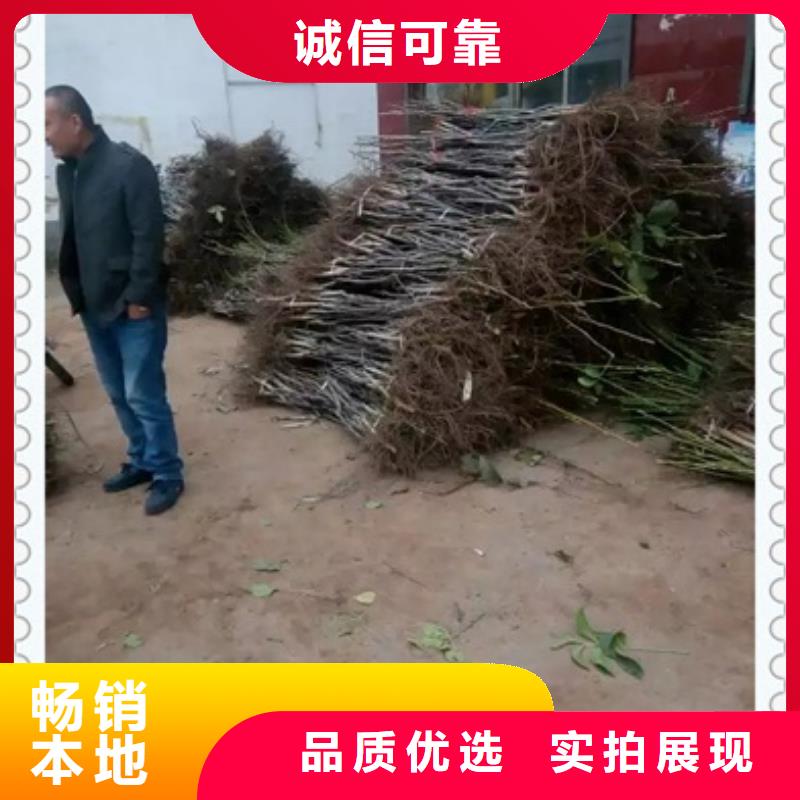 核桃苗苹果苗现货