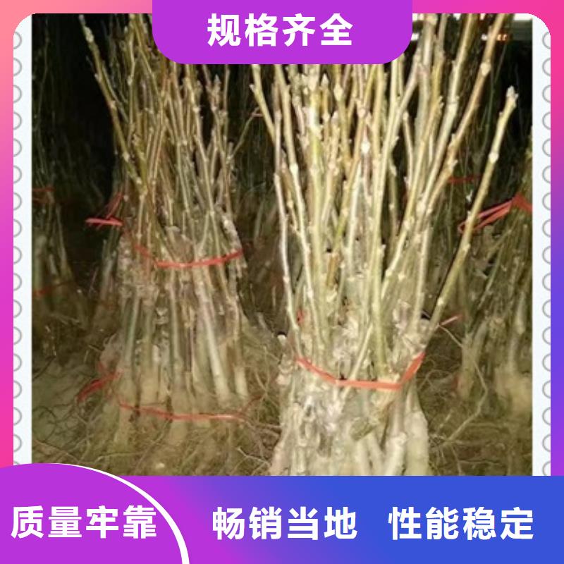 【核桃苗-梨树苗服务至上】