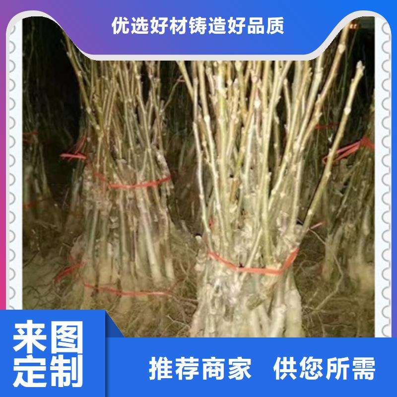核桃苗板栗苗厂家现货批发