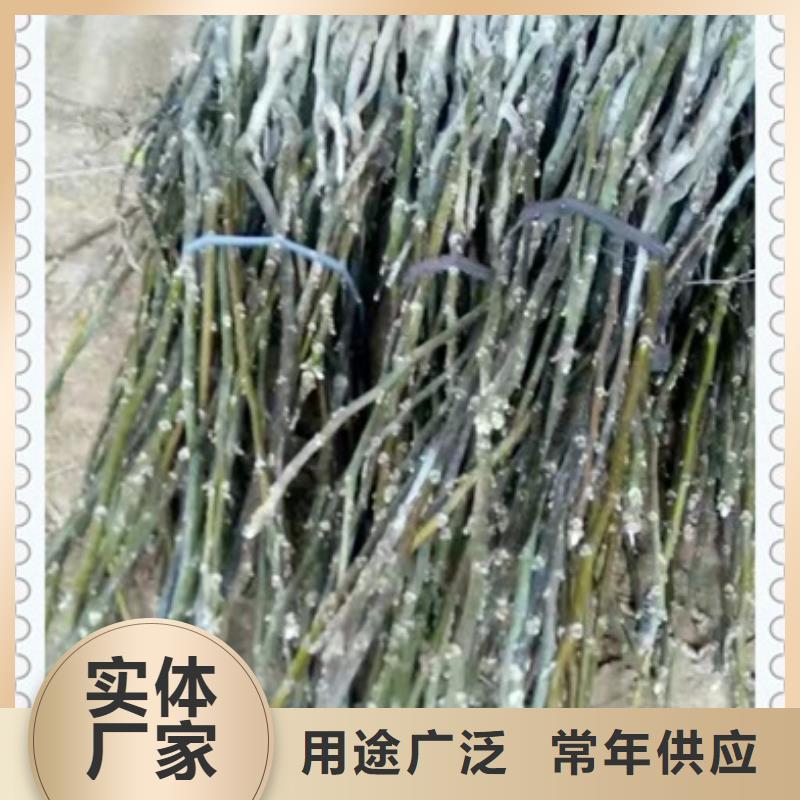 核桃苗【花椒苗】精工打造
