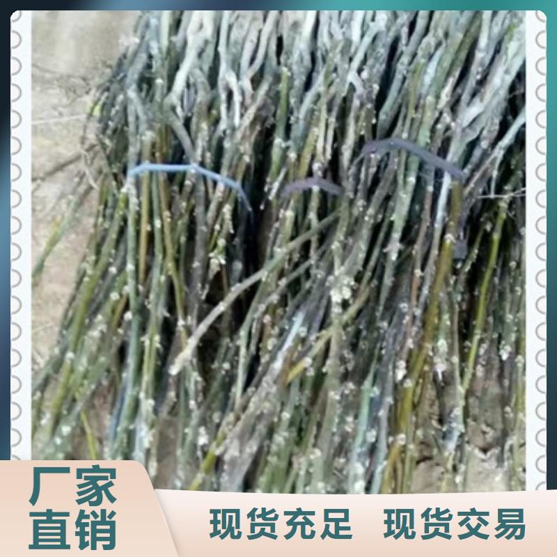 核桃苗,桃树苗支持大小批量采购