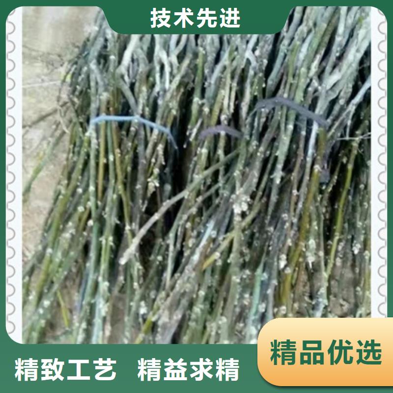 【核桃苗蓝莓苗真正让利给买家】