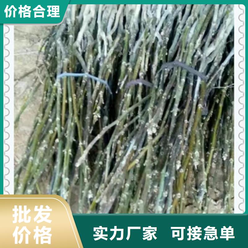 核桃苗梨树苗按需定制