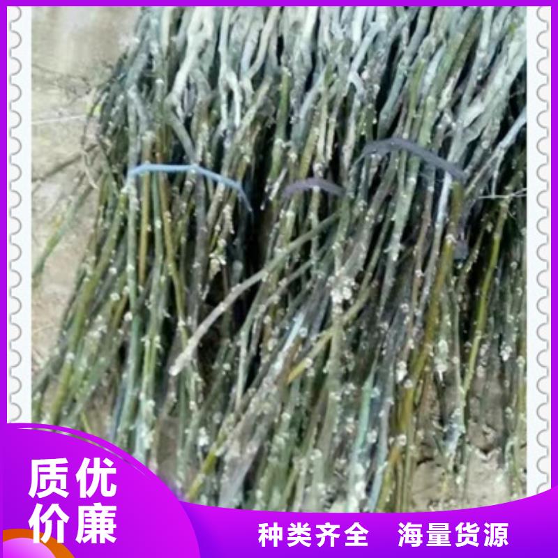 核桃苗-苹果苗选择我们没错
