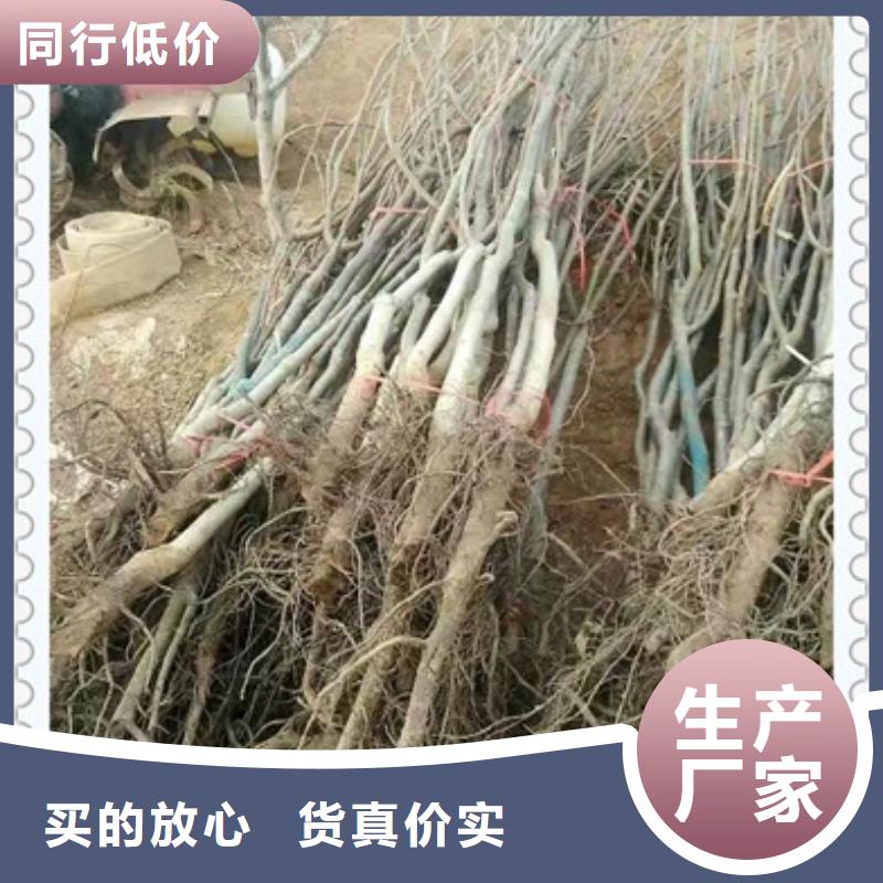 核桃苗李子苗生产安装
