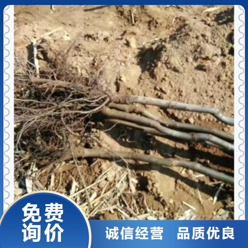 核桃苗,桃树苗支持大小批量采购
