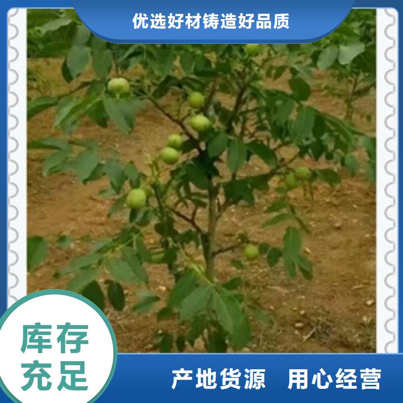 【核桃苗厂家定制】
