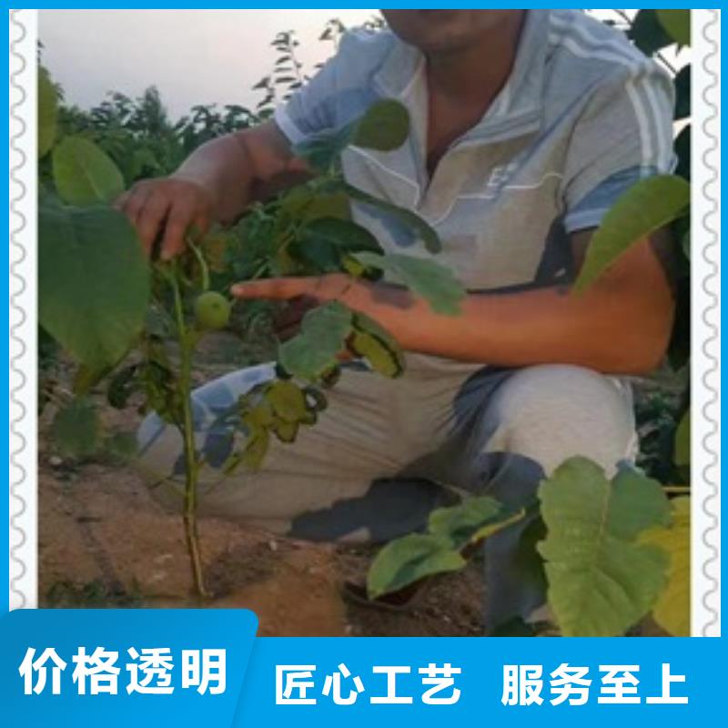核桃苗_桃树苗本地配送