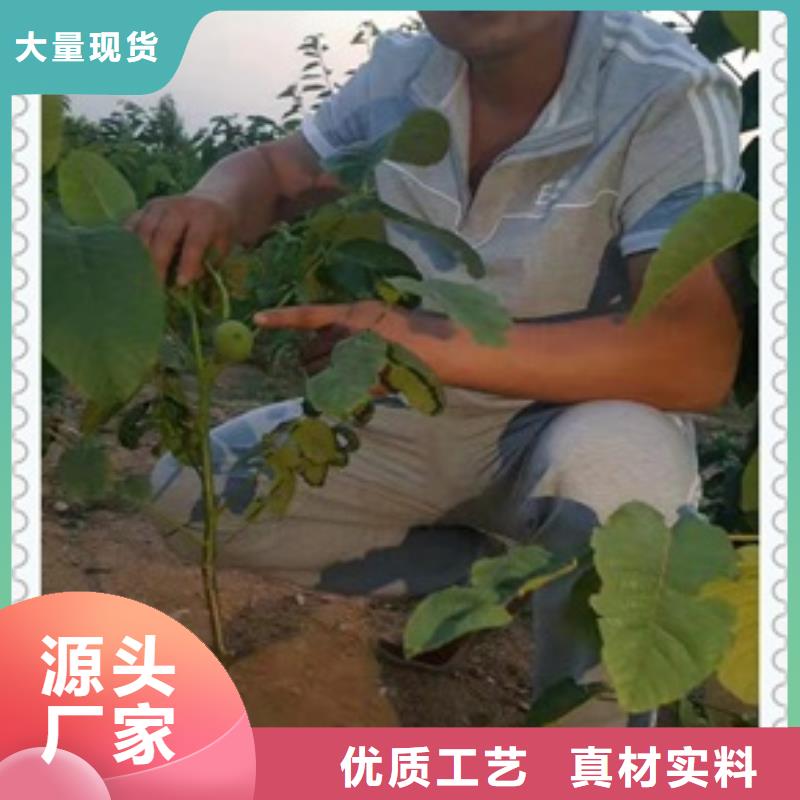 核桃苗苹果苗现货